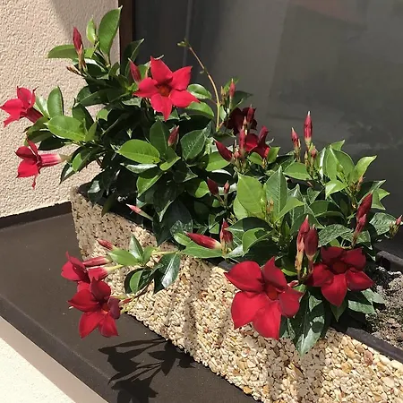 Kristaly 4* キシュバールダ