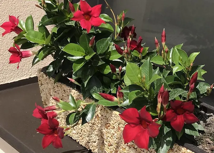 Kristaly 4* Kisvárda