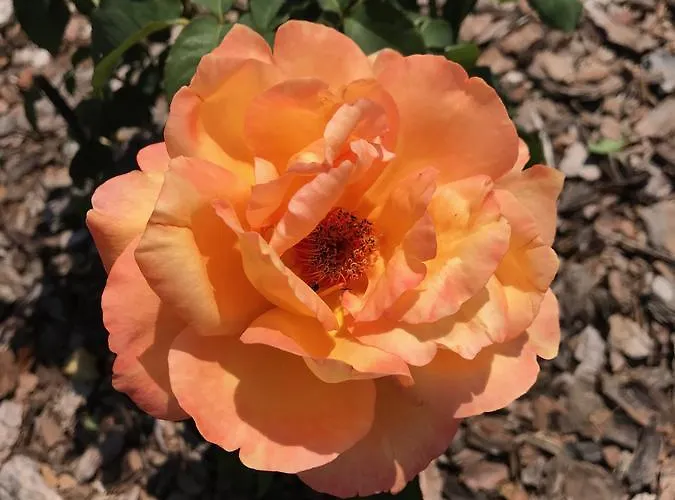 Bed & Breakfast Kristaly